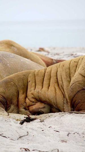 吃瓜爆料qq群扫码进群截图3