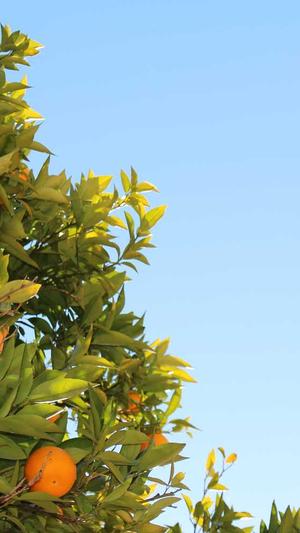 三白瓜怎么吃截图1