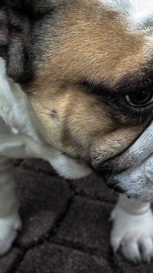 遇狼吃瓜人截图1