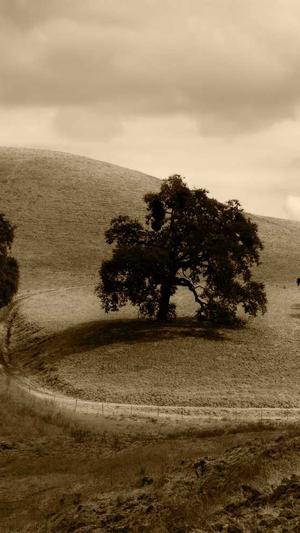 经期可以吃哈密瓜么截图4