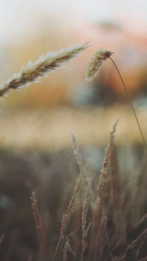 孕早期可以吃哈密瓜吗截图1