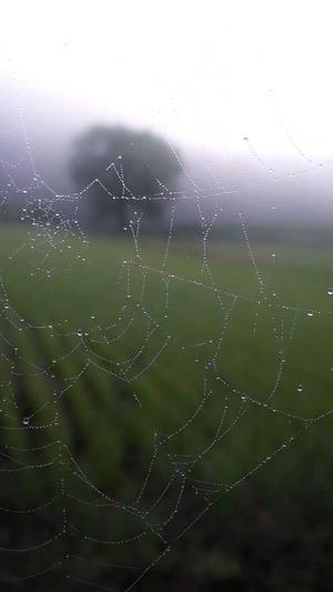 长吊瓜怎么吃截图3