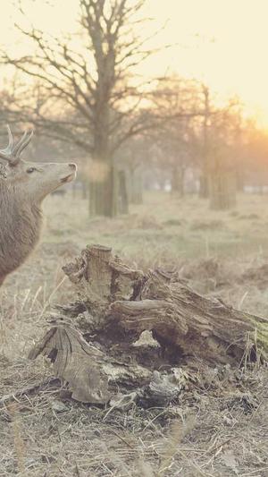 黑料不打烊网址是多少截图2