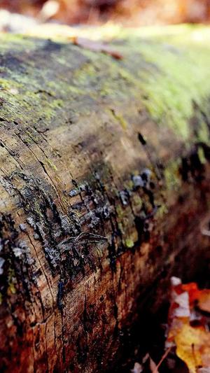 你的黑料比本人可爱截图2